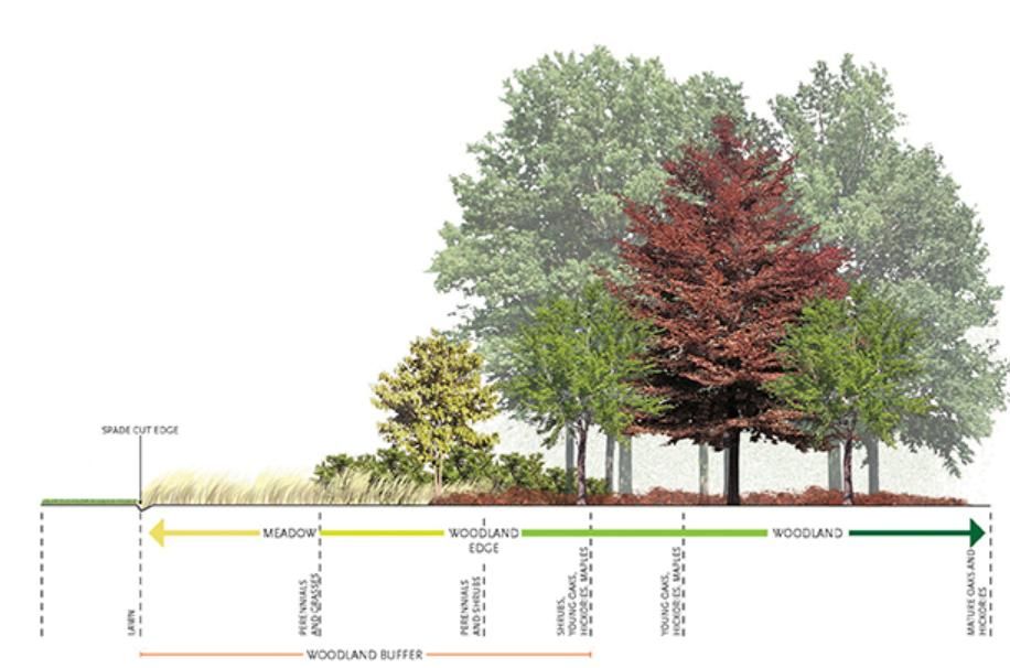 Cross-section showing the transition from lawn to meadow, woodland edge and mature woodland, labeled as a woodland buffer